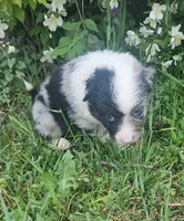 Bonnie, a female Australian Shepherd for sale in Almena, WI – 4 of 4