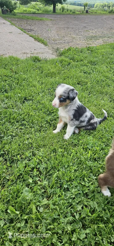 Teddy – Australian Shepherd puppy for sale in Almena, WI