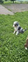Teddy, a male Australian Shepherd for sale in Almena, WI – 2 of 7