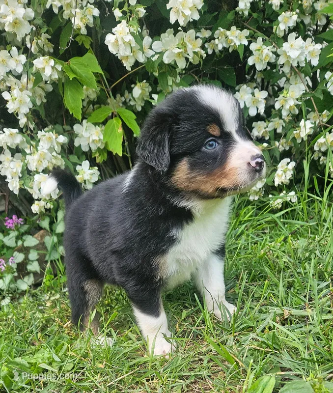 Bentley – Australian Shepherd puppy for sale in Almena, WI