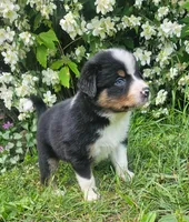 Bentley, a male Australian Shepherd for sale in Almena, WI – 1 of 5