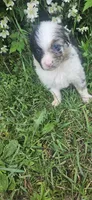 Bonnie, a female Australian Shepherd for sale in Almena, WI – 2 of 4