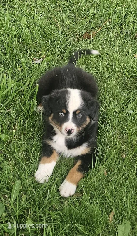 Hank – Australian Shepherd puppy for sale in Almena, WI