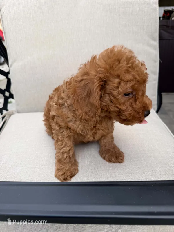 Lucy – Poodle - Toy  puppy for sale in Orangevale, CA