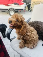 Lucy, a male Poodle - Toy  for sale in Orangevale, CA – 7 of 7