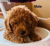 Lucy, a male Poodle - Toy  for sale in Orangevale, CA – 3 of 7