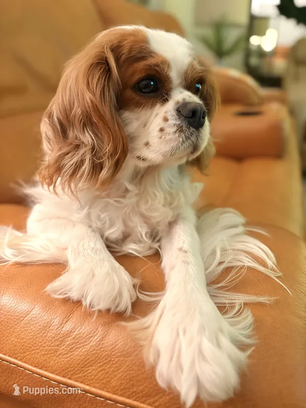 Bee – Cavalier King Charles Spaniel puppy for sale in Elk Grove, CA