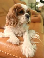 Bee, a female Cavalier King Charles Spaniel for sale in Elk Grove, CA – 1 of 1