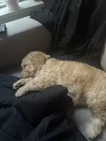 Simba , a male Goldendoodle for sale in Coralville, IA – 4 of 10