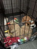 Simba , a male Goldendoodle for sale in Coralville, IA – 5 of 10