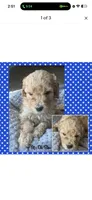 Simba , a male Goldendoodle for sale in Coralville, IA – 7 of 10