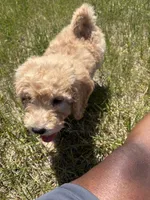 Simba , a male Goldendoodle for sale in Coralville, IA – 2 of 10