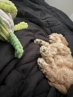 Simba , a male Goldendoodle for sale in Coralville, IA – 3 of 10