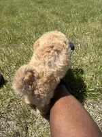Simba , a male Goldendoodle for sale in Coralville, IA – 9 of 10