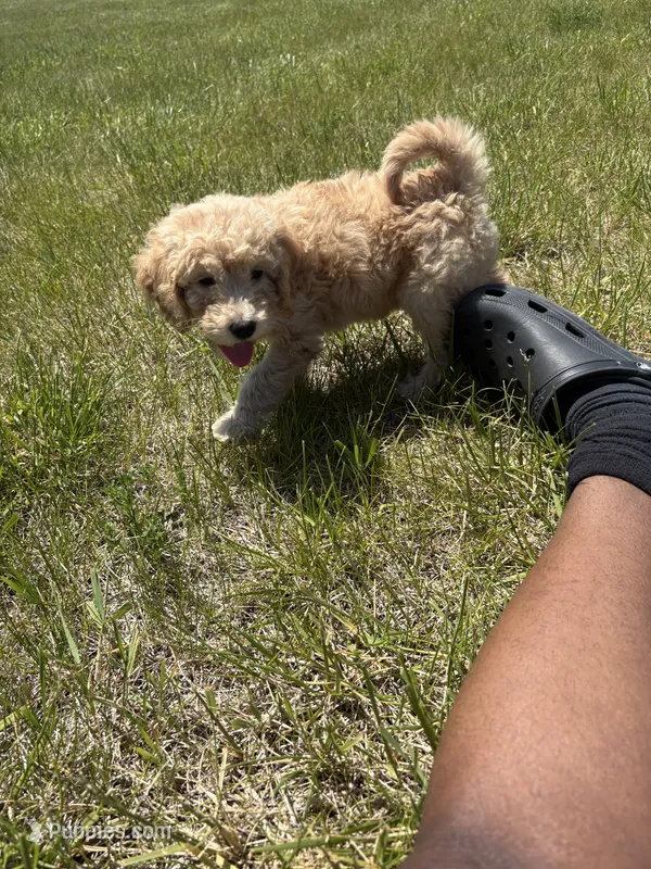 Simba  – Goldendoodle puppy for sale in Coralville, IA