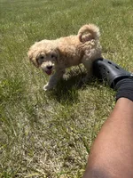 Simba , a male Goldendoodle for sale in Coralville, IA – 1 of 10