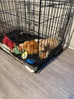 Simba , a male Goldendoodle for sale in Coralville, IA – 10 of 10