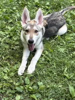Lagertha, a female German Shepherd Dog and Siberian Husky for sale in East Stroudsburg, PA – 2 of 2