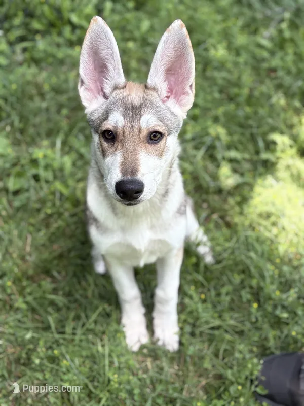Lagertha – German Shepherd Dog, Siberian Husky puppy for sale in East Stroudsburg, PA