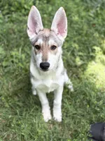 Lagertha, a female German Shepherd Dog and Siberian Husky for sale in East Stroudsburg, PA – 1 of 2