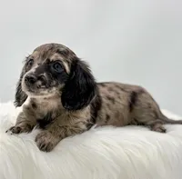 Zelda, a female Dachshund for sale in Monroe, MI – 2 of 3