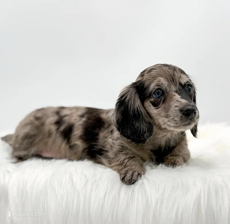Zelda – Dachshund puppy for sale in Monroe, MI