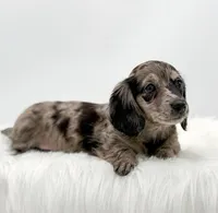 Zelda, a female Dachshund for sale in Monroe, MI – 1 of 3