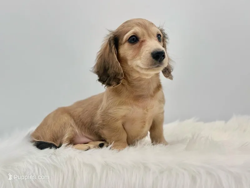 Dunkin – Dachshund puppy for sale in Monroe, MI