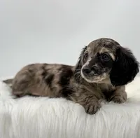 Zelda, a female Dachshund for sale in Monroe, MI – 3 of 3