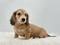 Dunkin, a male Dachshund for sale in Monroe, MI – 3 of 3