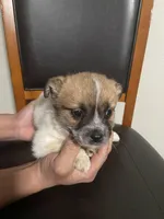 Luna , a female Shih Tzu for sale in Vancouver, WA – Photo 1 of 4