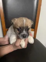 Luna , a female Shih Tzu for sale in Vancouver, WA – Photo 2 of 4