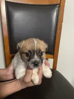 Luna , a female Shih Tzu for sale in Vancouver, WA – Photo 3 of 4