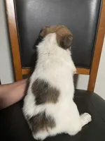 Luna , a female Shih Tzu for sale in Vancouver, WA – Photo 4 of 4