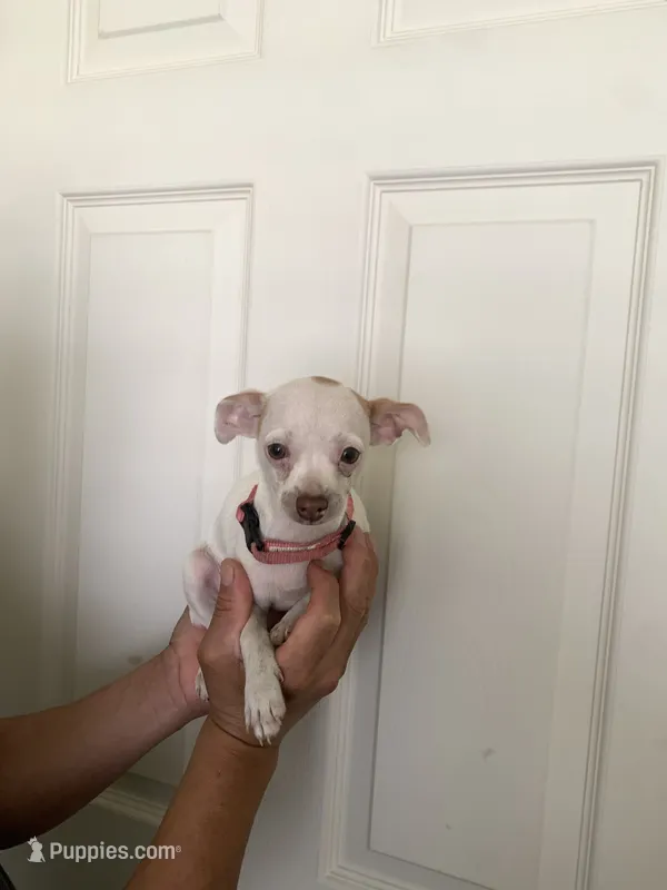 Blanca  – Chihuahua puppy for sale in Vancouver, WA