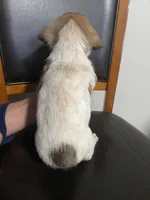 Daisy , a female Shih Tzu for sale in Vancouver, WA – Photo 2 of 2