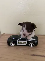 Otis , a male Chihuahua for sale in Vancouver, WA – Photo 4 of 10