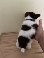 Otis , a male Chihuahua for sale in Vancouver, WA – Photo 7 of 10