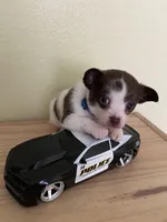 Otis , a male Chihuahua for sale in Vancouver, WA – Photo 3 of 10