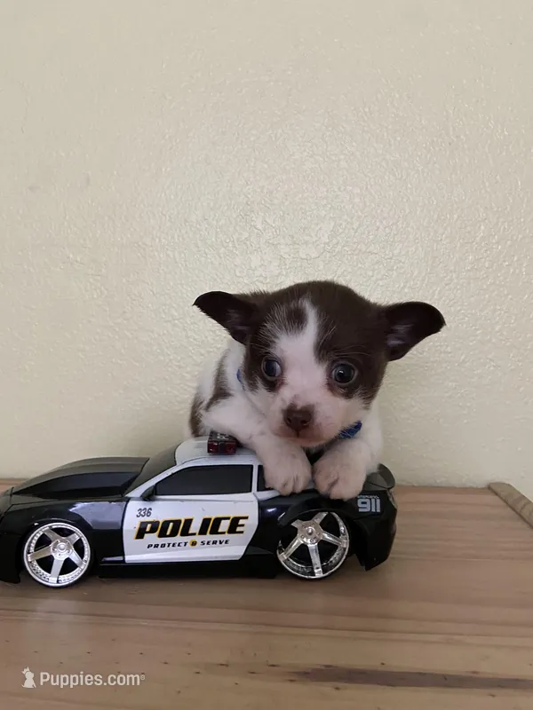 Otis , a male Chihuahua for sale in Vancouver, WA – Photo 1 of 10