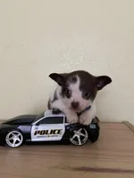 Otis , a male Chihuahua for sale in Vancouver, WA – Photo 1 of 10