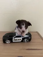 Otis , a male Chihuahua for sale in Vancouver, WA – Photo 8 of 10