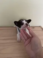 Otis , a male Chihuahua for sale in Vancouver, WA – Photo 10 of 10