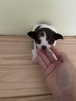 Otis , a male Chihuahua for sale in Vancouver, WA – Photo 9 of 10