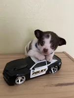 Otis , a male Chihuahua for sale in Vancouver, WA – Photo 2 of 10