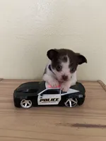 Otis , a male Chihuahua for sale in Vancouver, WA – Photo 5 of 10