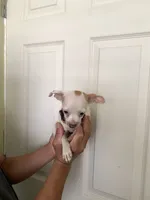 Blanca , a female Chihuahua for sale in Vancouver, WA – 4 of 4