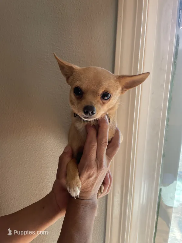 Rango  – Chihuahua puppy for sale in Vancouver, WA