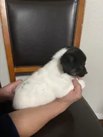 Oreo , a female Shih Tzu for sale in Vancouver, WA – Photo 1 of 3