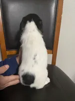 Oreo , a female Shih Tzu for sale in Vancouver, WA – Photo 3 of 3